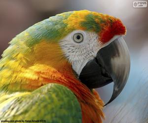 Puzzle Κεφάλι macaw